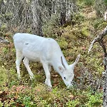 Loma-asunnot Minna, Brand New Luxury In Ylläs, Lapland Äkäslompolo