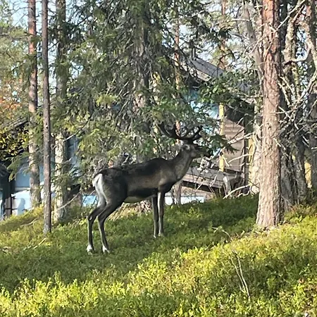 Minna, Brand New Luxury In Yllaes, Lapland *