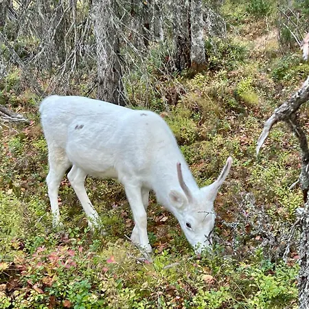 Ferienhaus Minna, Brand New Luxury In Yllaes, Lapland Äkäslompolo